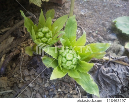 Bamboo shoot informs of the arrival of spring Bamboo shoot informs of the arrival of spring 138462297