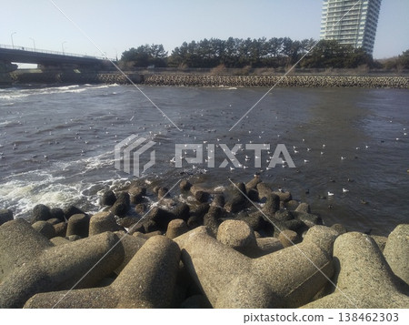 冬天在花見川河口遷徙的黑頭鷗 138462303