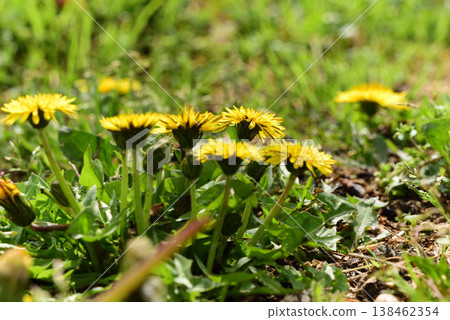 Dandelion Dandelion 138462354