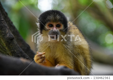 Squirrel monkey climbing a tree 138462361
