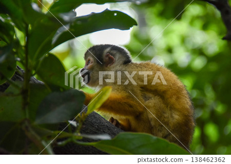 Squirrel monkey climbing a tree 138462362