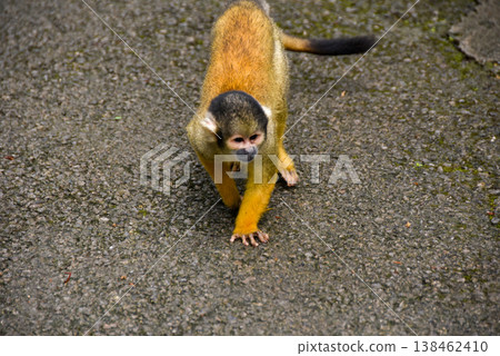 A squirrel monkey walking 138462410