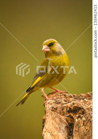 European greenfinch cocks head on tree stump European greenfinch cocks head on tree stump 138462415