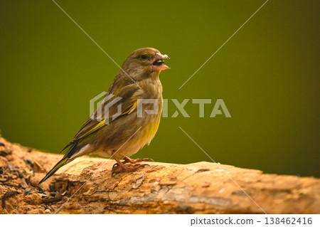 European greenfinch eats sunflower seed on log European greenfinch eats sunflower seed on log 138462416