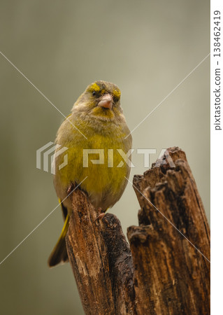 European greenfinch faces camera on dead stump European greenfinch faces camera on dead stump 138462419