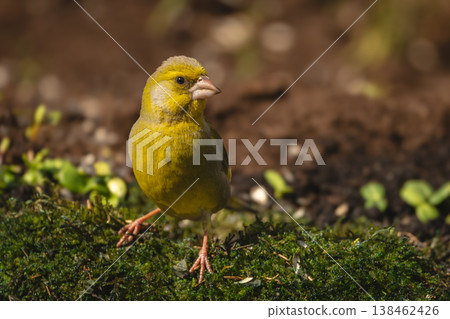 European greenfinch facing camera on mossy log European greenfinch facing camera on mossy log 138462426