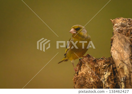 European greenfinch facing camera on tree stump 138462427