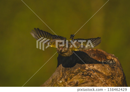 European greenfinch flies from stump casting shadow 138462429