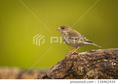 European greenfinch in profile on dead branch European greenfinch in profile on dead branch 138462434
