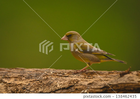 European greenfinch in profile on dead log European greenfinch in profile on dead log 138462435