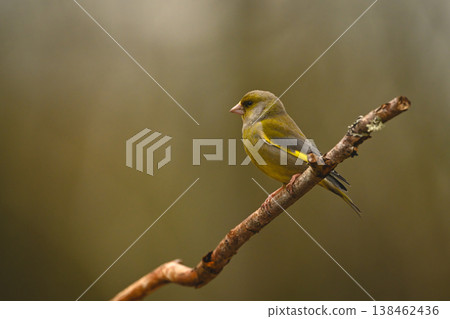 European greenfinch in profile on diagonal branch European greenfinch in profile on diagonal branch 138462436