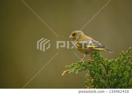 European greenfinch in profile on leafy bush European greenfinch in profile on leafy bush 138462438