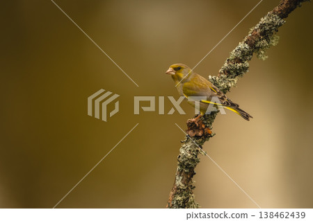 European greenfinch in profile on lichen-coated branch European greenfinch in profile on lichen-coated branch 138462439