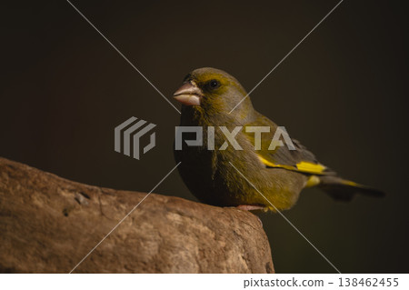 European greenfinch on dead stump faces camera European greenfinch on dead stump faces camera 138462455