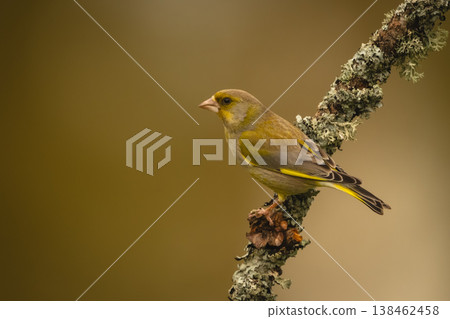 European greenfinch on lichen-coated branch in profile European greenfinch on lichen-coated branch in profile 138462458