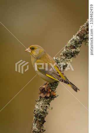 European greenfinch on lichen-covered branch in profile 138462459