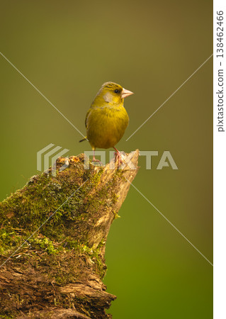European greenfinch on mossy log turns head 138462466