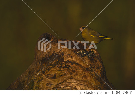 European greenfinch on rim of tree stump 138462467