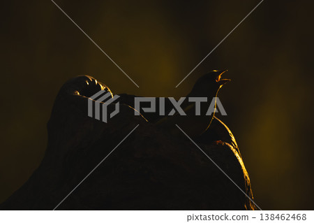 European greenfinch opens beak on hollow stump European greenfinch opens beak on hollow stump 138462468