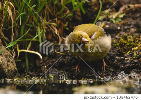 European greenfinch shakes head dribbling water drops European greenfinch shakes head dribbling water drops 138462470