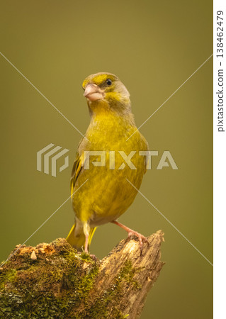 European greenfinch stretching neck on mossy log European greenfinch stretching neck on mossy log 138462479