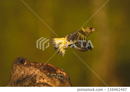 European greenfinch taking off from tree stump European greenfinch taking off from tree stump 138462487