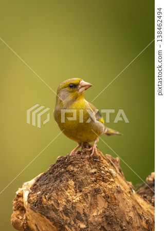 European greenfinch turns head on tree stump European greenfinch turns head on tree stump 138462494