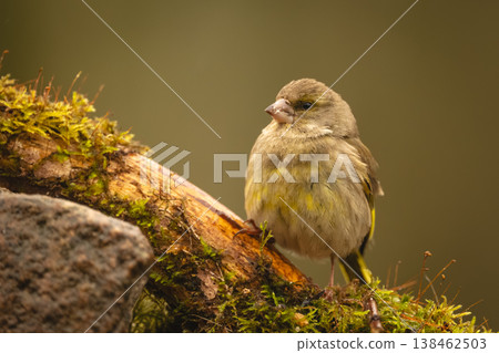 European greenfinch watches camera on mossy log 138462503