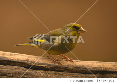 European greenfinch watches camera on split log 138462504