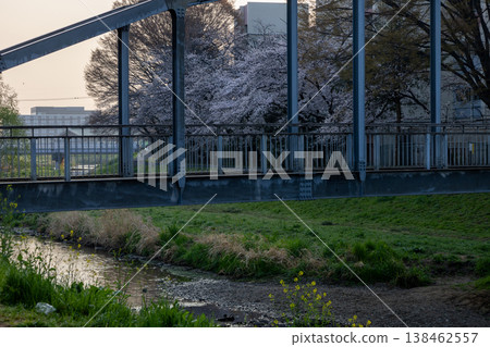 Springtime scenery along the Kurome River in Asaka City, Saitama Prefecture. 138462557