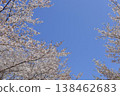 Cherry blossom trees 3 138462683