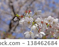 Cherry blossoms in full bloom 4 138462684
