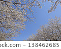 Cherry blossom trees 4 138462685