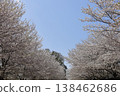 Cherry blossom trees 5 138462686