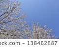 Cherry blossom trees 6 138462687