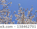 Cherry blossom trees 7 138462701