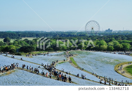 日立海濱公園的粉蝶花和遊客 138462718