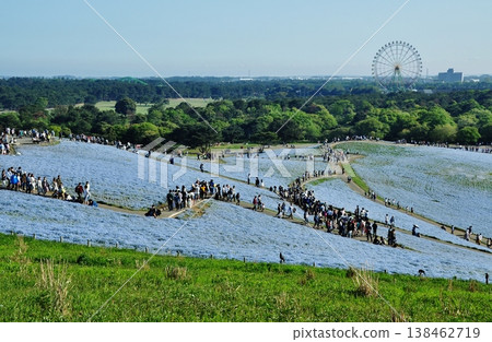 日立海濱公園的粉蝶花和遊客 138462719