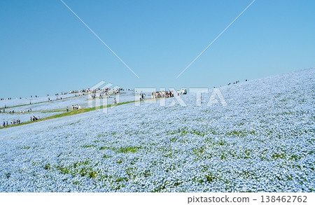 日立海濱公園的粉蝶花和遊客 138462762