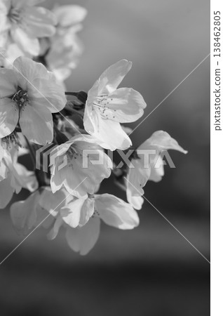 Cherry tree's profile 138462805