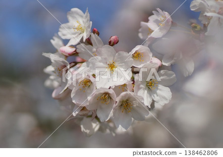 Cherry blossoms Cherry blossoms 138462806