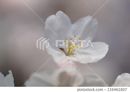 櫻花 櫻花 138462807