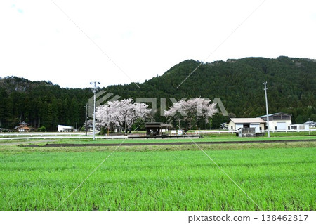 櫻花與當地鐵路:樽海鐵道高品站 櫻花與當地鐵路:樽海鐵道高品站 138462817