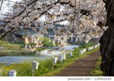 Springtime scenery along the Kurome River in Asaka City, Saitama Prefecture. Springtime scenery along the Kurome River in Asaka City, Saitama Prefecture. 138462830