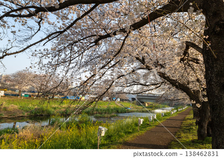 Springtime scenery along the Kurome River in Asaka City, Saitama Prefecture: rows of cherry trees. Springtime scenery along the Kurome River in Asaka City, Saitama Prefecture: rows of cherry trees. 138462831