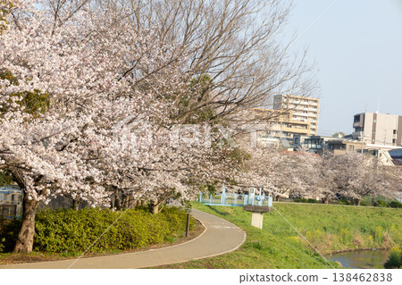 埼玉縣朝霞市黑目川沿岸的春日景色:成排的櫻花樹。 埼玉縣朝霞市黑目川沿岸的春日景色:成排的櫻花樹。 138462838