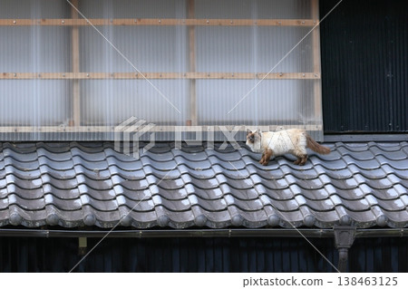 貓在屋頂上行走 貓在屋頂上行走 138463125