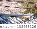 Cat walking on the roof 138463126