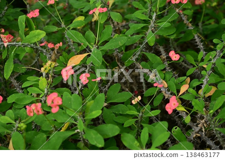 鐵海棠（大戟科），金虎尾目。 138463177