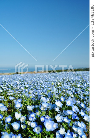 Nemophila field of the state-run Hitachihama Beach Park 138463196